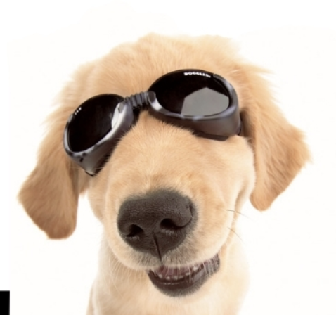 doggles-woof